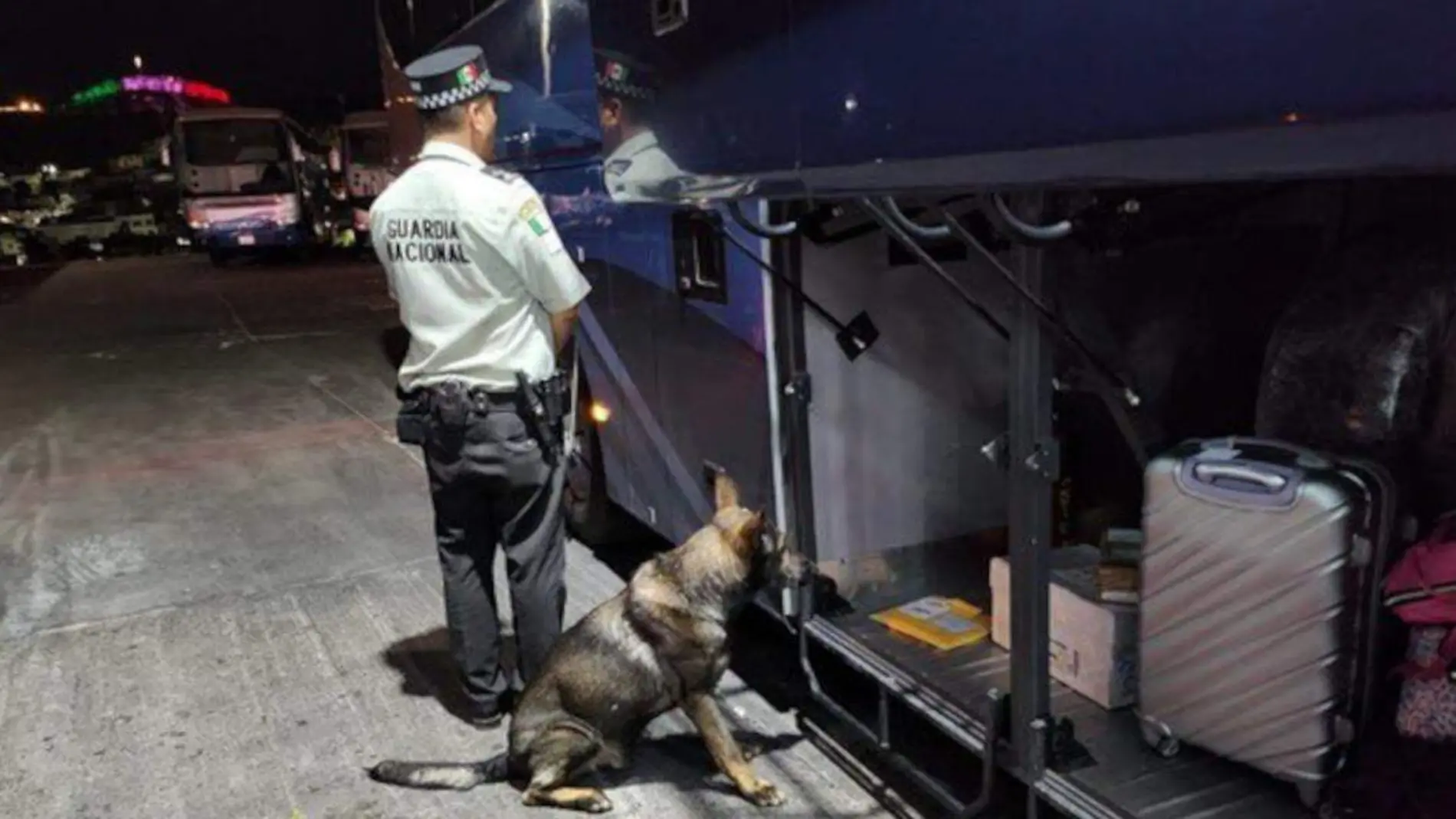 Binomio canino durante operativo en la central de autobuses en Zacatecas